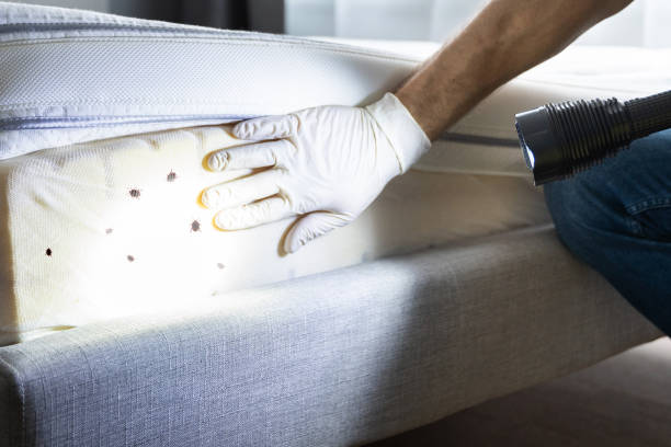 Best Local Pest Control Services  in Greenbrier, AR