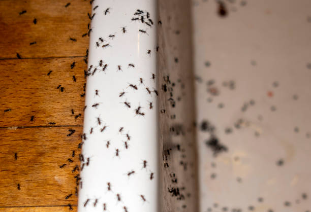 Flea Control Services in Greenbrier, AR