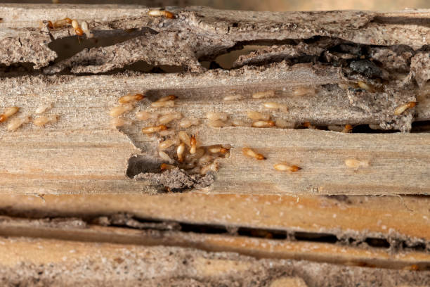 Best Mosquito Control Services  in Greenbrier, AR
